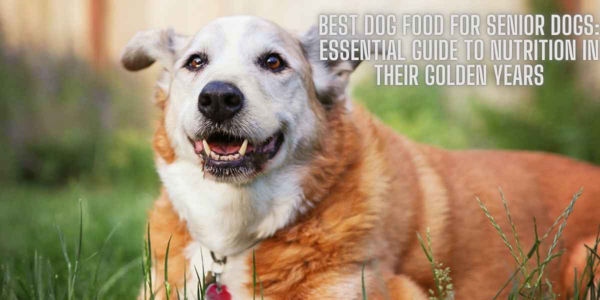 Best Dog Food for Senior Dogs: Essential Guide to Nutrition in Their Golden Years