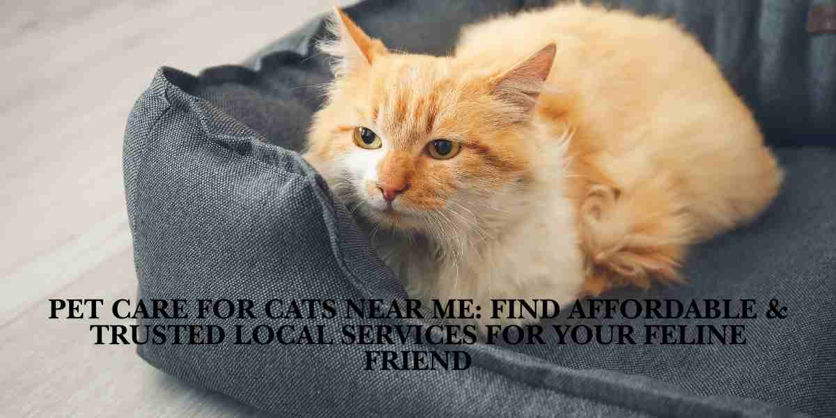 Pet Care for Cats Near Me: Find Affordable & Trusted Local Services for Your Feline Friend