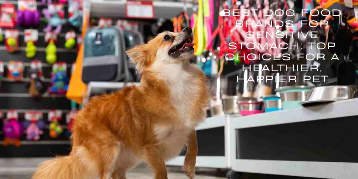 Best Dog Food Brands for Sensitive Stomach: Top Choices for a Healthier, Happier Pet