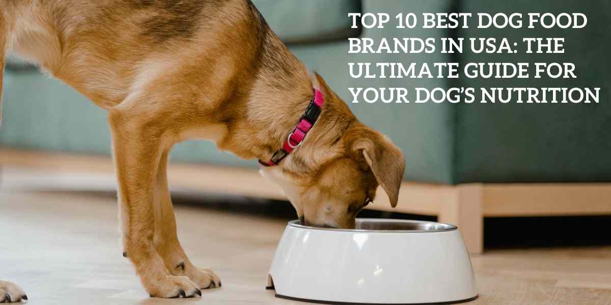 Top 10 Best Dog Food Brands in USA: The Ultimate Guide for Your Dog’s Nutrition