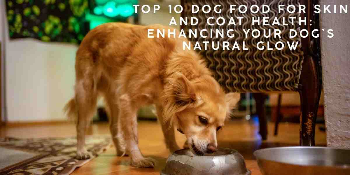 Top 10 Dog Food for Skin and Coat Health: Enhancing Your Dog’s Natural Glow