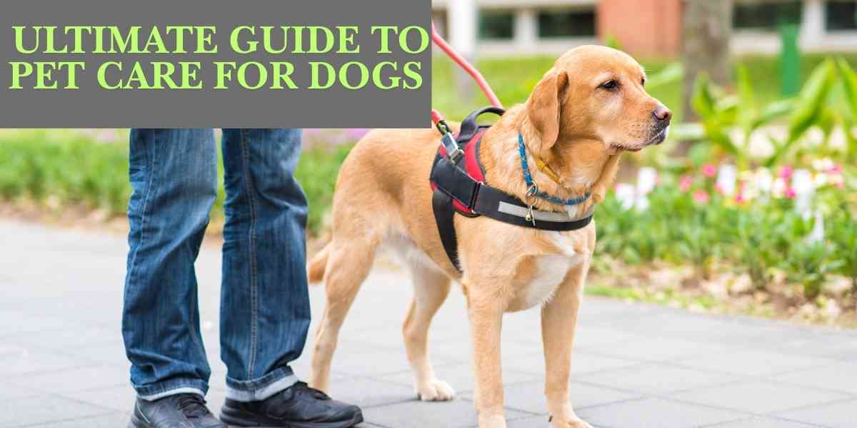 Ultimate Guide to Pet Care for Dogs